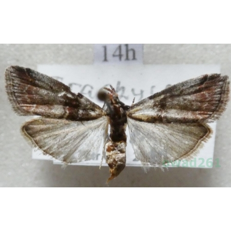 Acrobasis advenella (Zincken, 1818) Czech14h